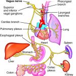 Vagus Nerve and Inflamamtion